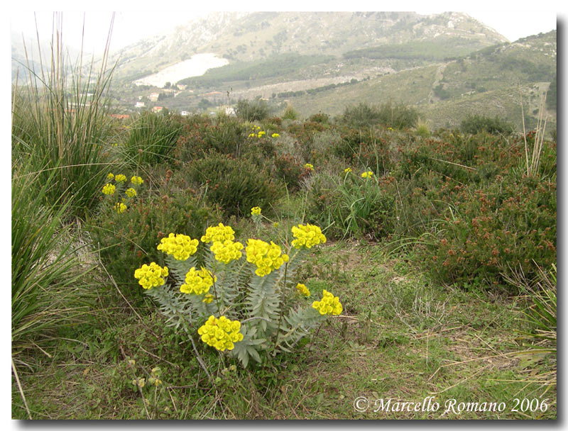 Gariga di Erica multiflora sui monti di Palermo